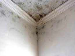 Mold Odor Removal Services in Colby, KS